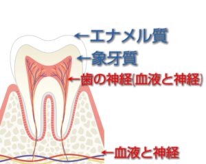 瑞穂市　歯医者　失活歯の色調改善　吉田歯科医院