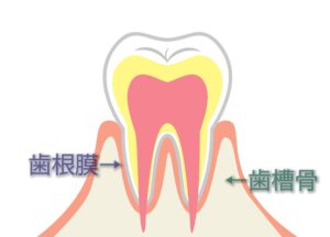 瑞穂市　歯医者　矯正後の後戻り　吉田歯科医院