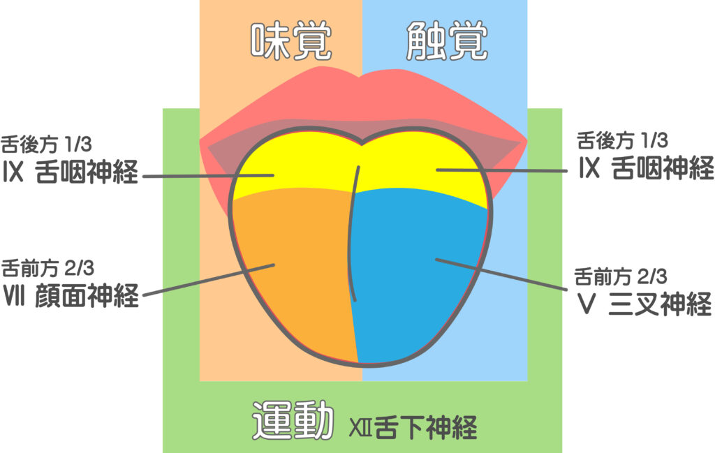 瑞穂市　歯医者　歯科衛生士国家試験対策　吉田歯科医院